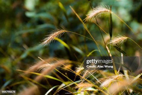 304 Rye Grass Stock Photos, High-Res Pictures, and Images - Getty Images