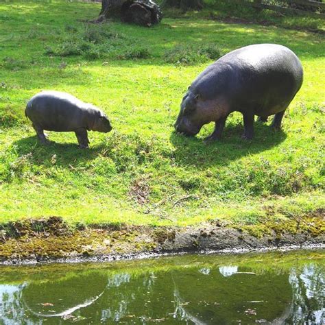 Pygmy hippo takes his first swim