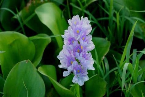 How To Grow Water Hyacinth Flowers - Water Garden Advice