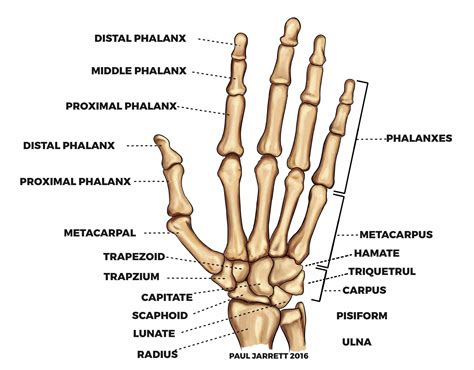 Anatomy Of The Wrist Bones | MedicineBTG.com