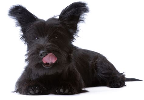 Skye Terrier Puppies For Sale - AKC PuppyFinder