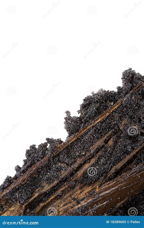 6,766 Vanilla Seed Stock Photos - Free & Royalty-Free Stock Photos from Dreamstime