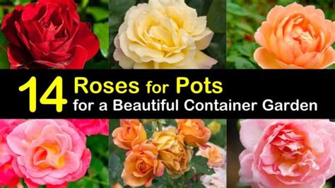 14 Roses for Pots for a Beautiful Container Garden