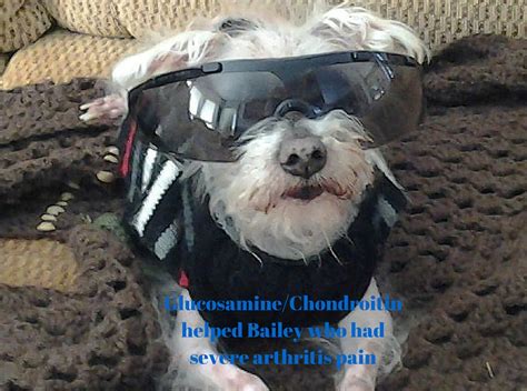 Glucosamine and Chondroitin for Dogs - Caring for a Senior Dog