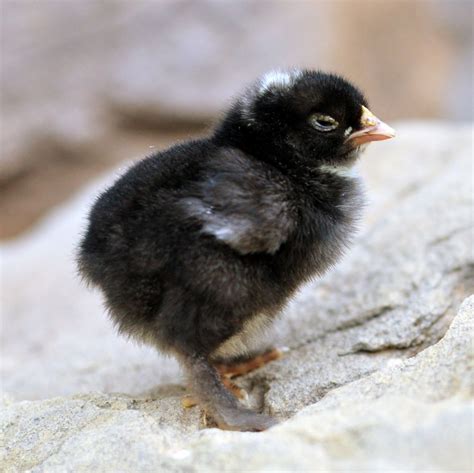 List 96+ Pictures Baby Chick Chick Identification Pictures Excellent