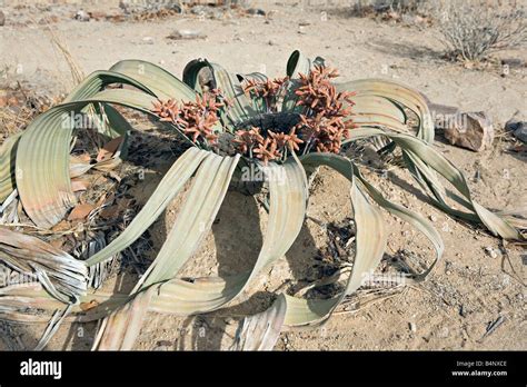 Namibia national flower hi-res stock photography and images - Alamy