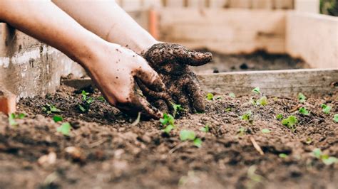 8 eco-friendly gardening tips for a greener sustainable garden | T3