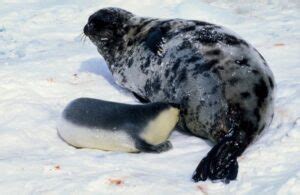 8 Inflating Hooded Seal Facts - Fact Animal