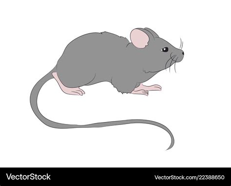 Mouse is drawing color Royalty Free Vector Image