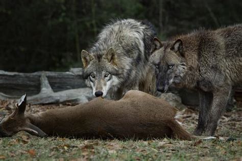 Gray wolves eating deer