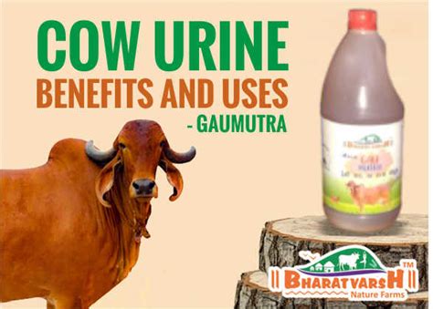 BENEFITS AND USES OF COW URINE – GAUMUTRA by Bharatvarsh Nature Farms