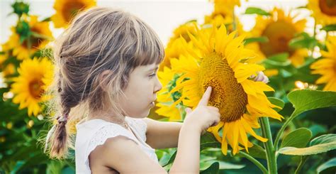 Yellow Sunflower Photography