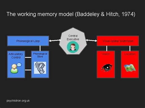 The working memory model Baddeley Hitch 1974 psychlotron