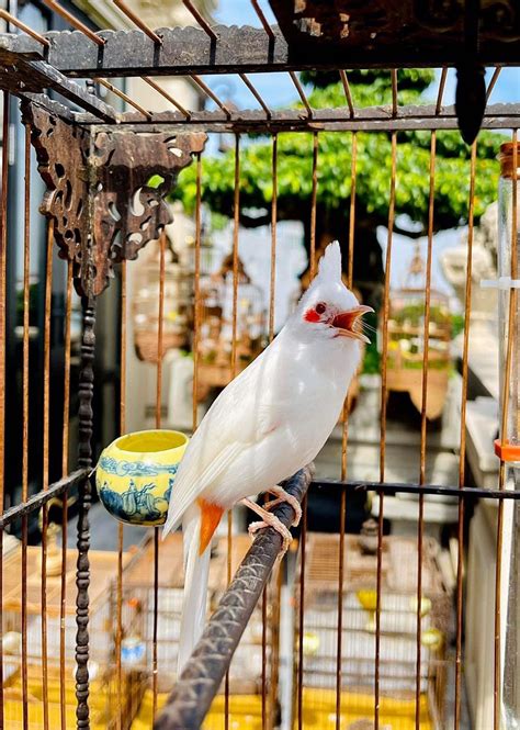 Bird Pet Cage - Free photo on Pixabay - Pixabay