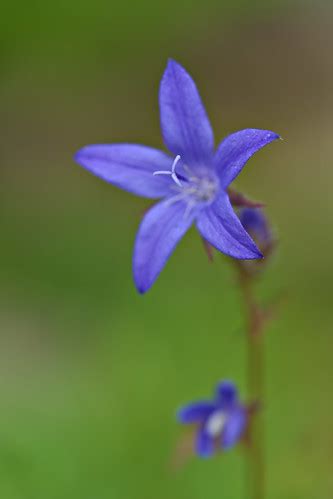 Serbian Bellflower | Campanula Poscharskyana - Hängepolster-… | Flickr