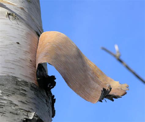 Bark and Lenticel: A Brief Discussion : Plantlet