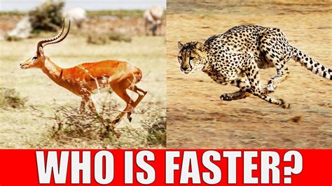 TOP 10 Fastest Animals in Africa - Fastest Runners in African Wildlife ...