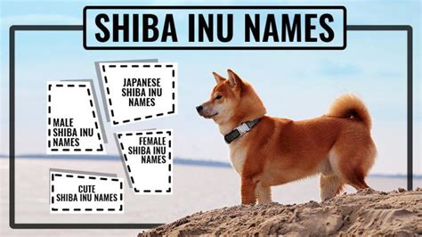 Shiba Inu Names - 115 Stunning Names For Your Puppies - Petmoo