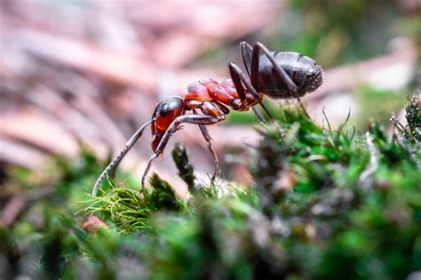 Homemade Ant Killer Using Borax