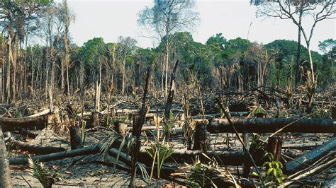 Global tree cover loss spiked in 2017