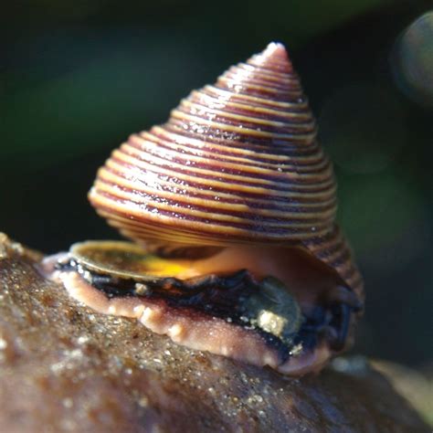 Top shell | Marine, Mollusk & Gastropod | Britannica