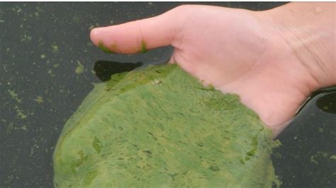 Blue-green algae blooms in Pigeon Lake prompt health advisory ...