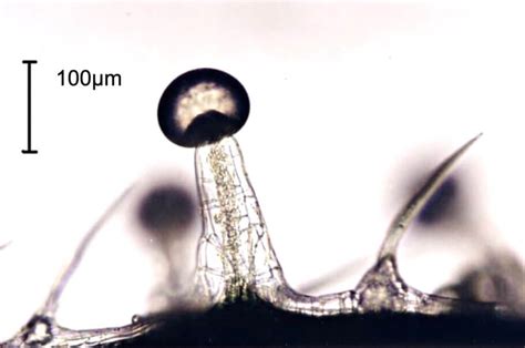 Cannabis trichomes under the electron microscope- Alchimia Grow Shop