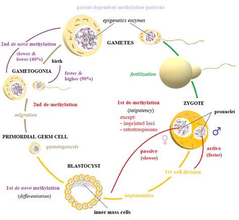 Frontiers | Epigenetic Inheritance: Concepts, Mechanisms and Perspectives