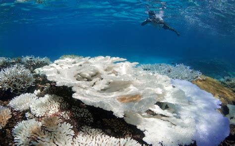 Maldives becomes the latest victim of mass coral bleaching