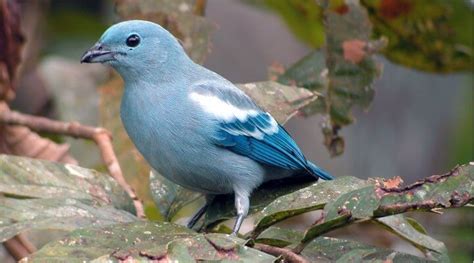 Saiba Tudo Sobre o sanhaço-azul - Casa dos Pássaros | Sanhaço azul ...