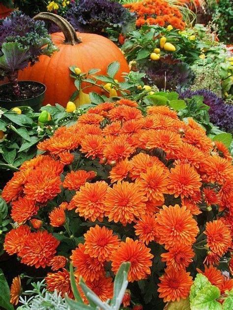 Orange Mums Pictures, Photos, and Images for Facebook, Tumblr, Pinterest, and Twitter