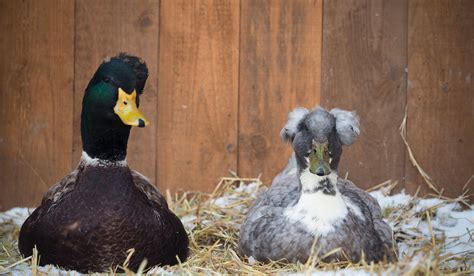 Crested Duck Breed Profile - Farmhouse Guide