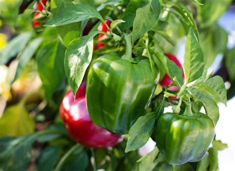 How to Start Bell Pepper Farming in the USA: Production, and A Step-by ...