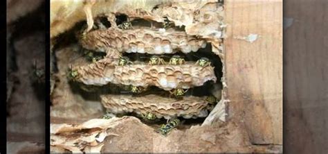 Yellow Jacket Nest In Wall