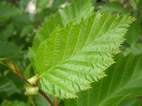 Red alder • Alnus rubra - Biodiversity of the Central Coast