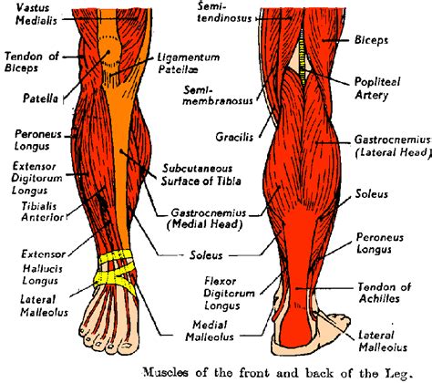 Muscles of lower leg - Digman Fitness