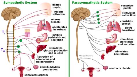 Stress Makes Victims of Us All - PPSC - Pain Free Performance Certification