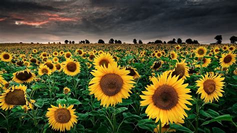 sunflowers, Sky, Field, Nature, Landscape Wallpapers HD / Desktop and Mobile Backgrounds