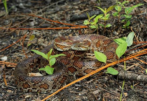 Corn Snake | Deep East Texas | James Childress | Flickr