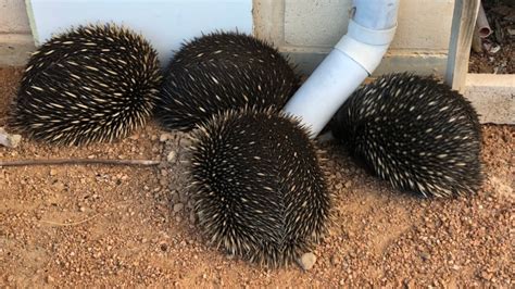 Echidna breeding season underway, with rare group sightings by bushwalkers more likely - ABC News