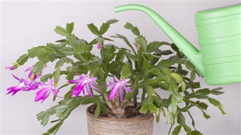 Here's How Often You Should Be Watering Your Christmas Cactus