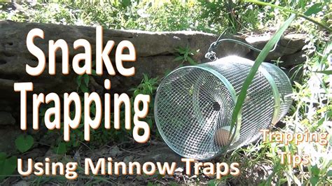 How To Catch A Snake In Your Backyard - The Backyard Gallery