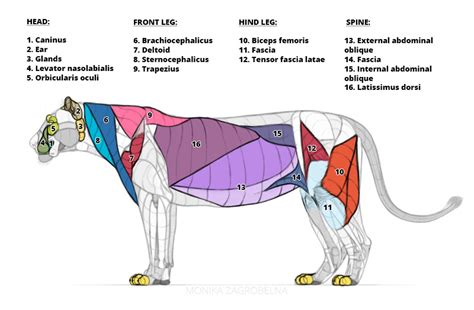 Lion Head Muscle Anatomy | Images and Photos finder