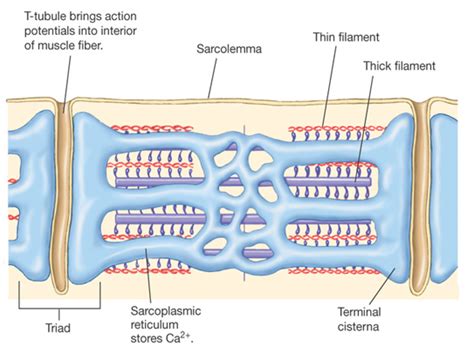 T-tubules - Google Search | Physiology, Nursing school life, Nursing school studying