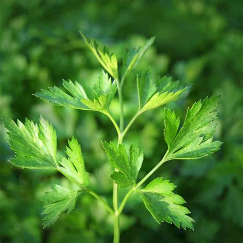 Flat Leaf Parsley Heirloom Seeds | Terroir Seeds