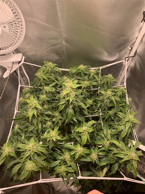 00seeds Auto Northern Lights grow diary (journal) week10 by SlowCure ...