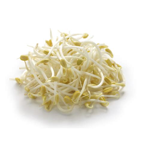 Mung Bean Sprouts - Food Library - Shibboleth