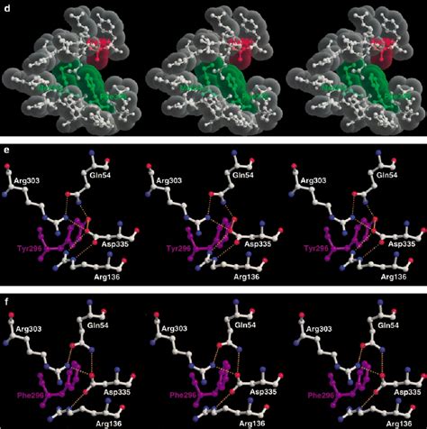 Crystal structure of consensus phytase and a comparison of local ...