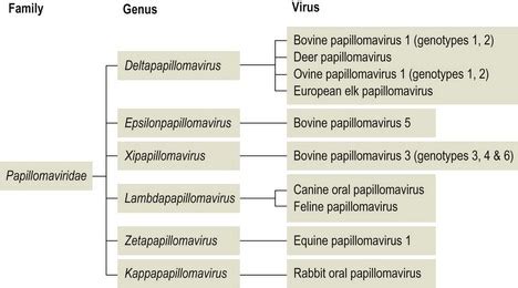 Paramyxoviridae | Veterian Key