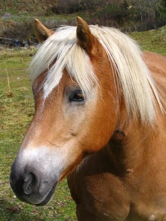 Pony head, photograph, #1386056 - FreeImages.com